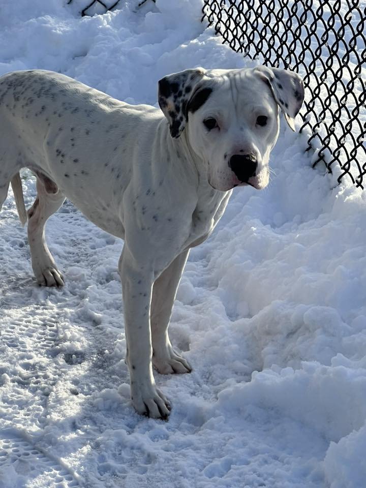 EVEREST - Pit Bull Terrier available for adoption