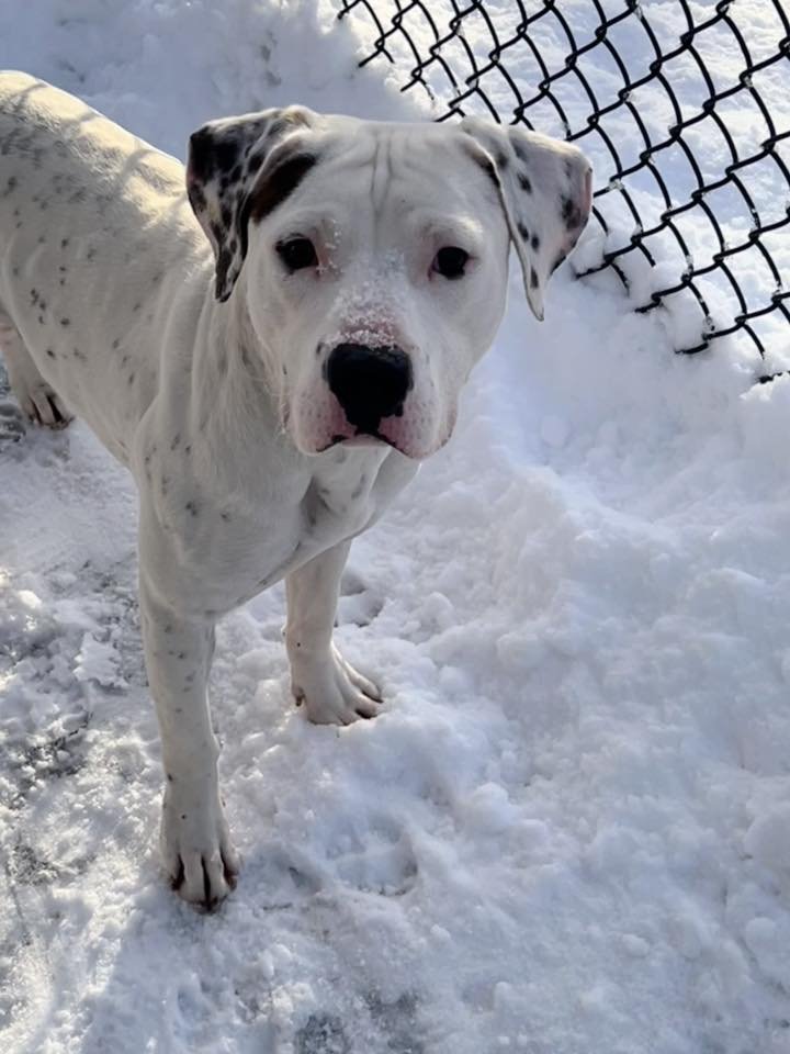 EVEREST - Pit Bull Terrier available for adoption