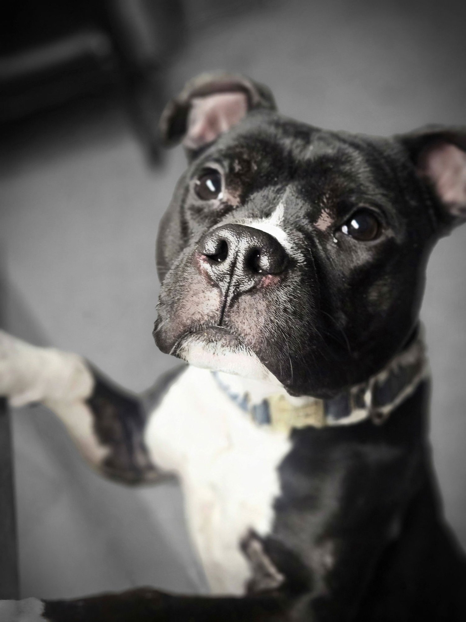 DUGAN - Pit Bull Terrier available for adoption