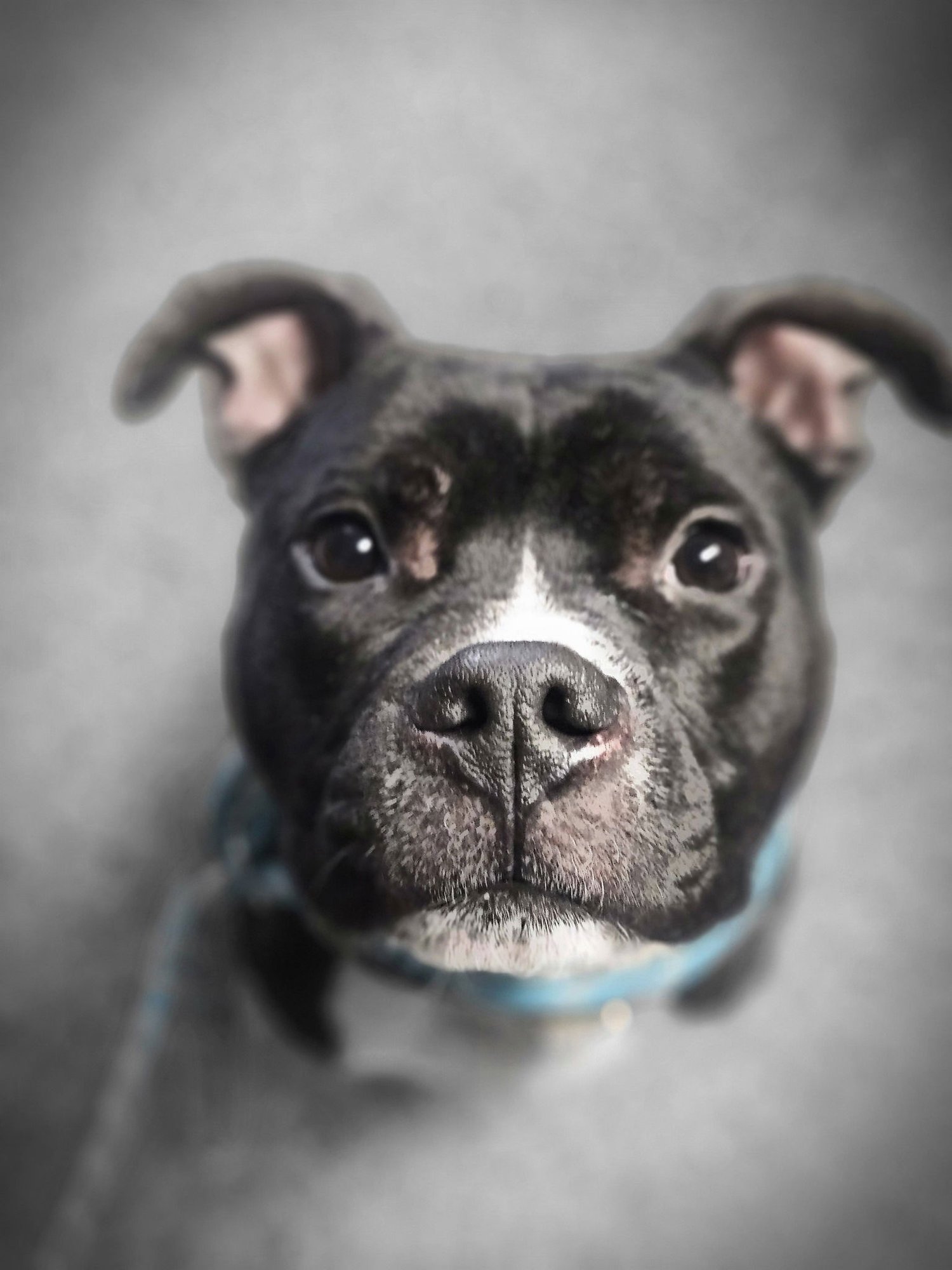 DUGAN - Pit Bull Terrier available for adoption