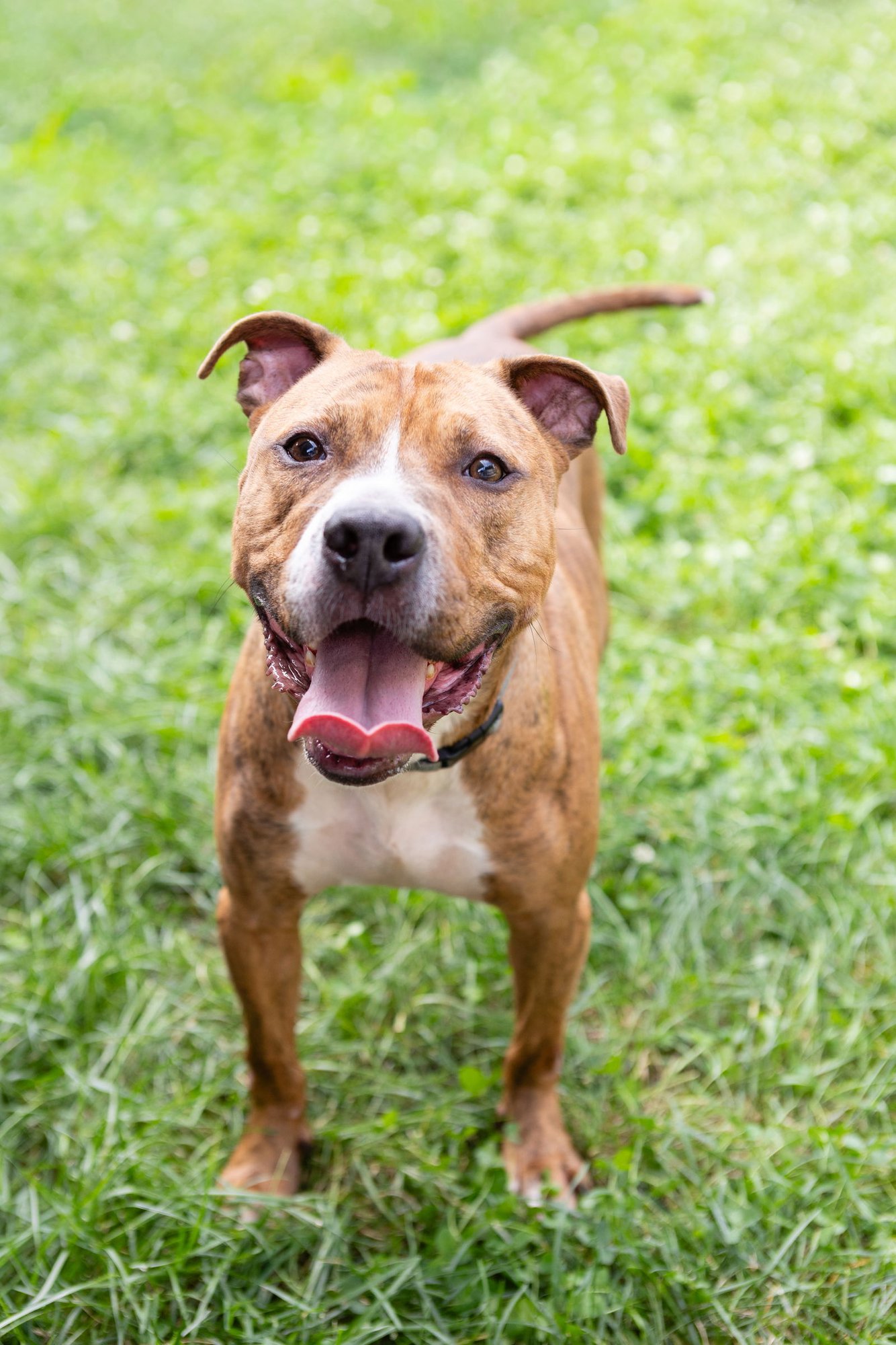 RAPHAEL - Pit Bull Terrier available for adoption