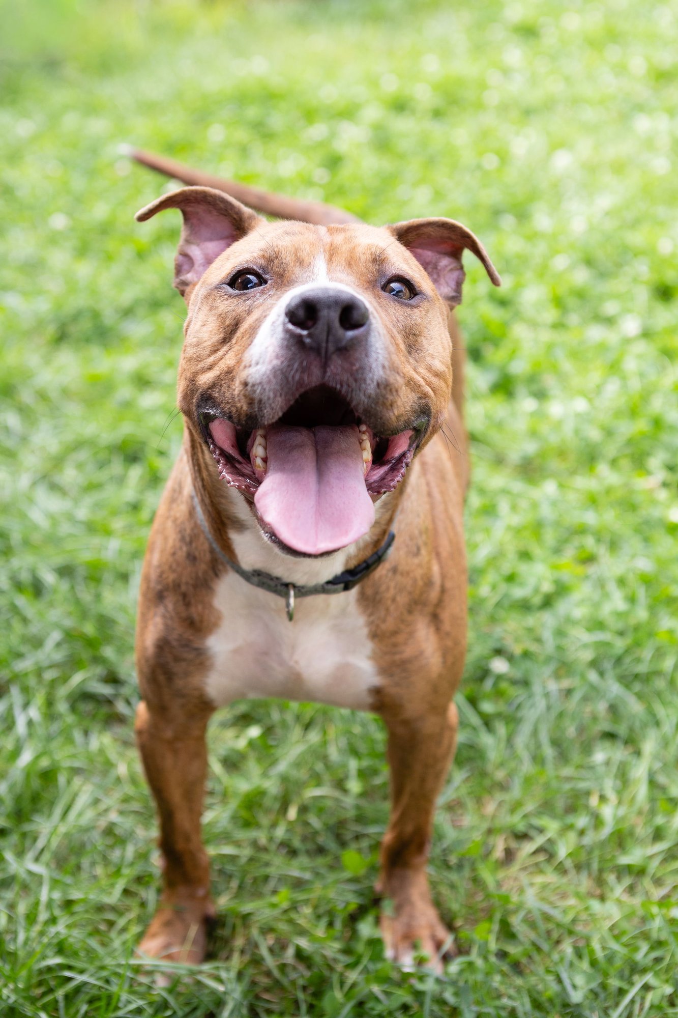RAPHAEL - Pit Bull Terrier available for adoption