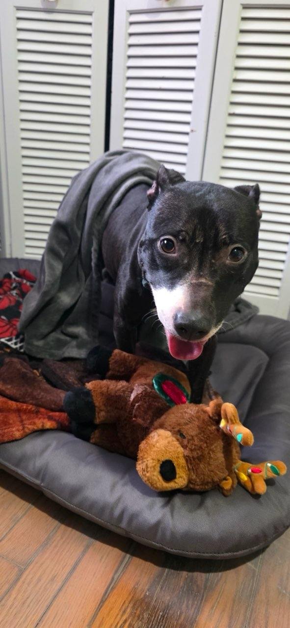 LUCY - Pit Bull Terrier available for adoption