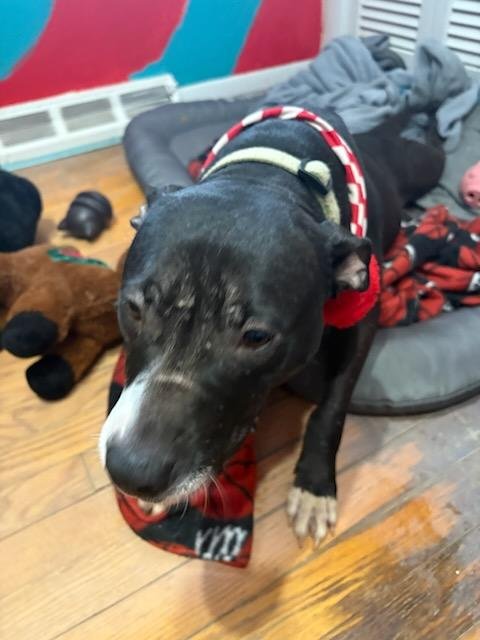 LUCY - Pit Bull Terrier available for adoption