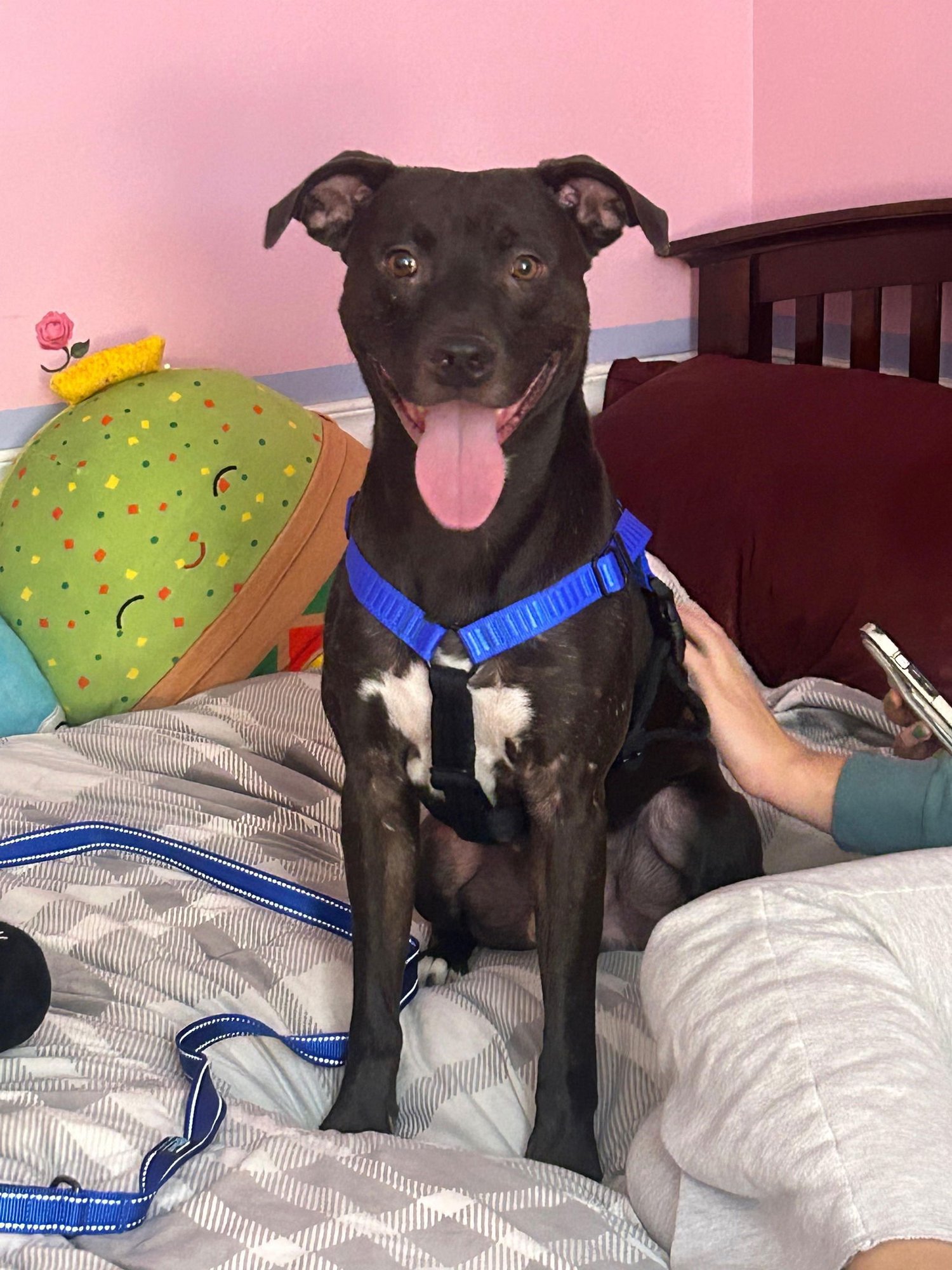 TIC TAC - Pit Bull Terrier available for adoption