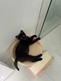 Lenny - Photo 3