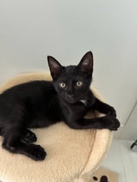 Lenny - Photo 2