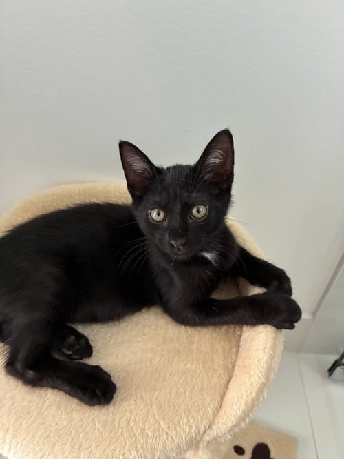 LENNY - American Shorthair available for adoption