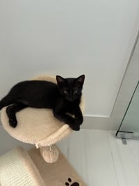 Lenny - Photo 4