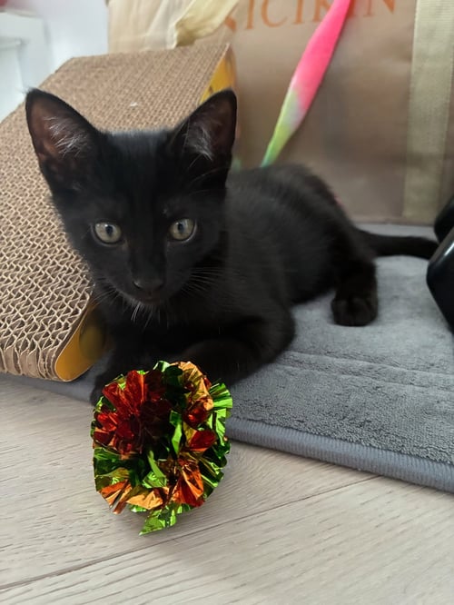 LENNY - American Shorthair for adoption in Plantation