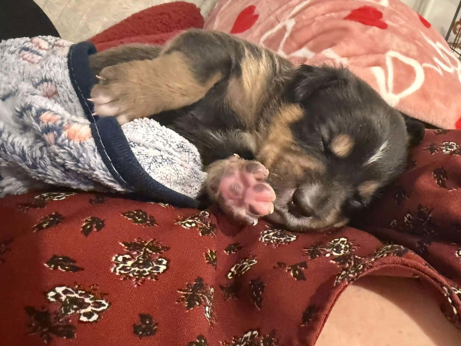 GIZMO - Shepherd / Labrador Retriever available for adoption