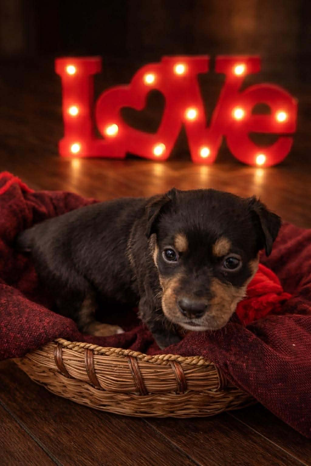 STRIPE - Shepherd / Labrador Retriever available for adoption