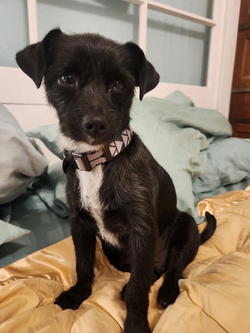 HEIDI - Terrier available for adoption