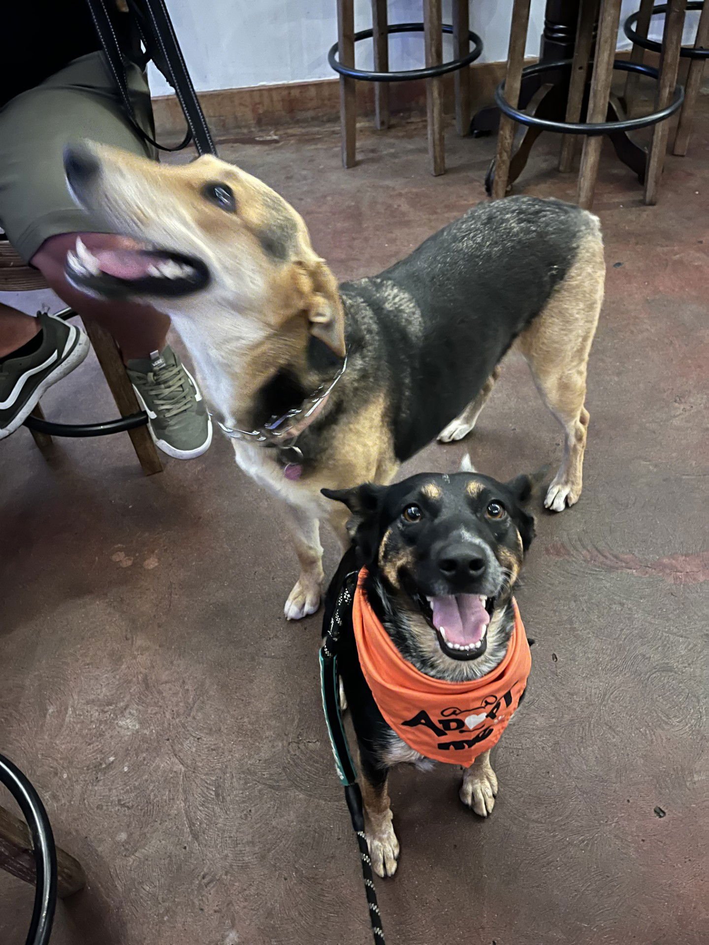 DUTCH - Cattle Dog available for adoption