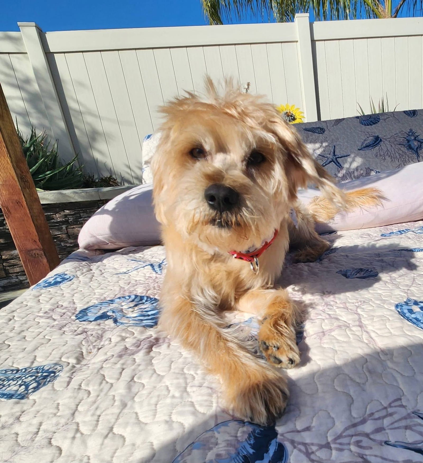 COWBOY - Terrier available for adoption