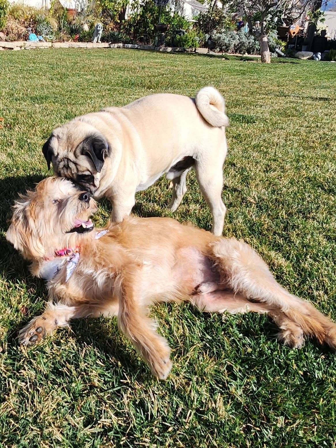 COWBOY - Terrier available for adoption