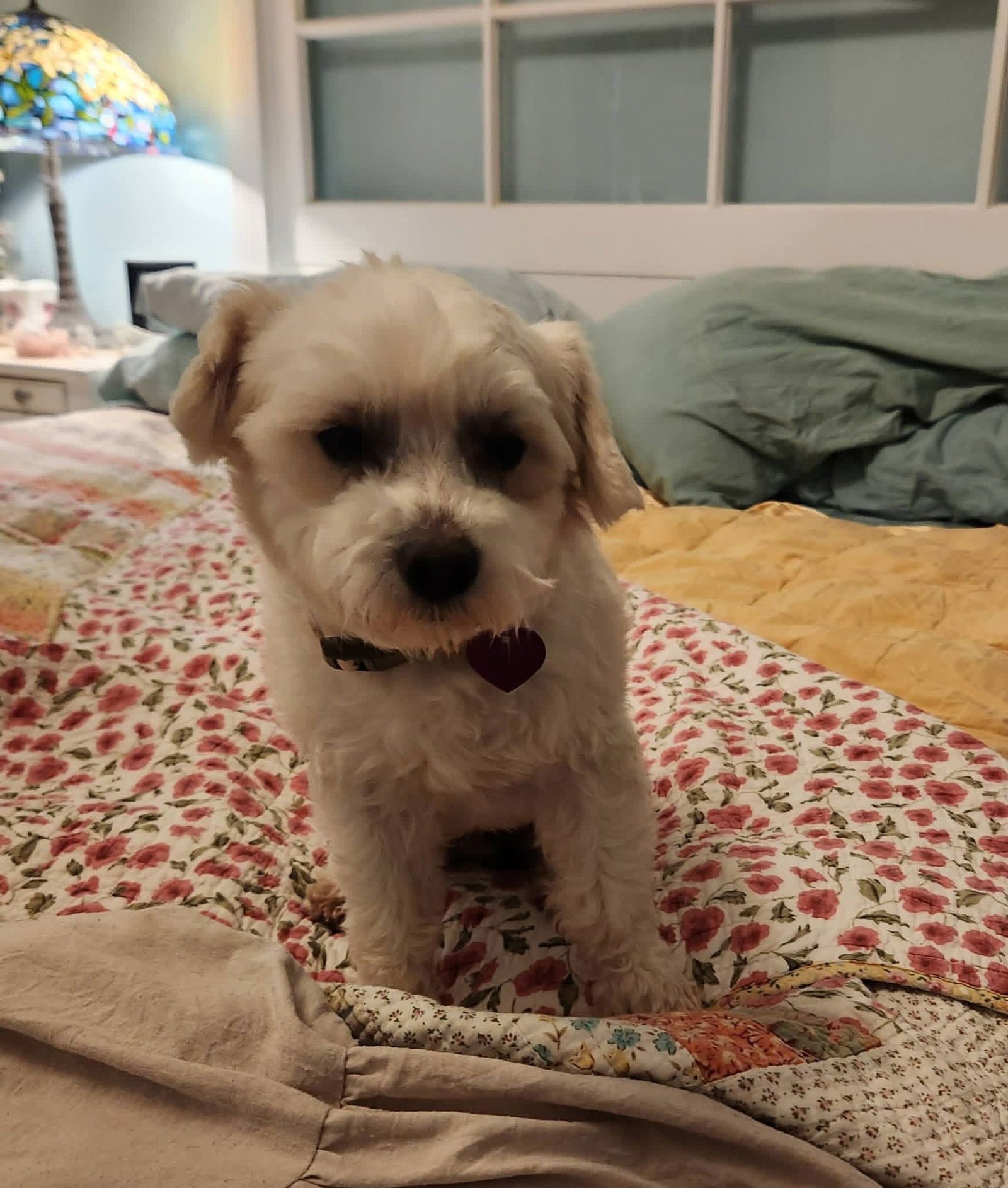 BENNY - Terrier available for adoption