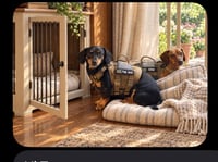 Chip (bonded with Flapjack) SANTA BARBARA - Photo 2