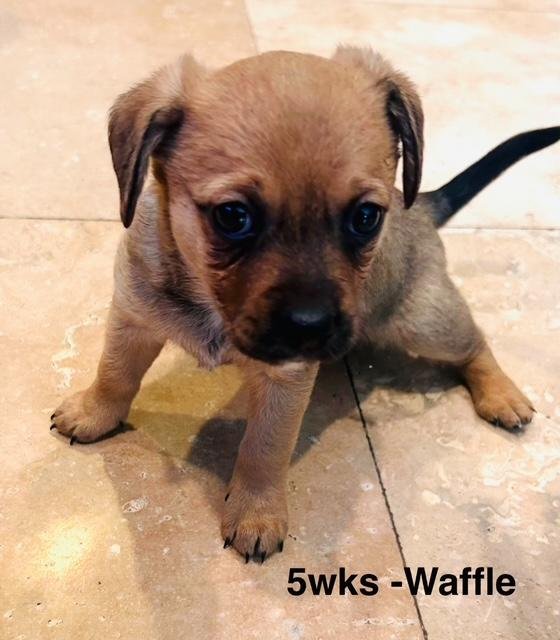 PUPPY WAFFLE GIRL  -  SO CA - Dachshund / Chihuahua available for adoption