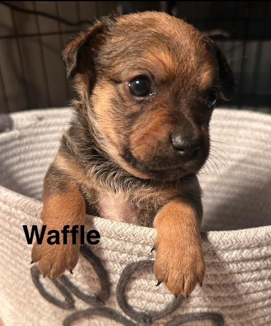 PUPPY WAFFLE GIRL  -  SO CA - Dachshund / Chihuahua available for adoption