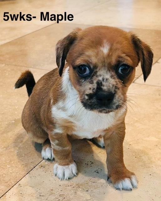 PUPPY MAPLE GIRL  -  SO CA - Dachshund / Chihuahua available for adoption