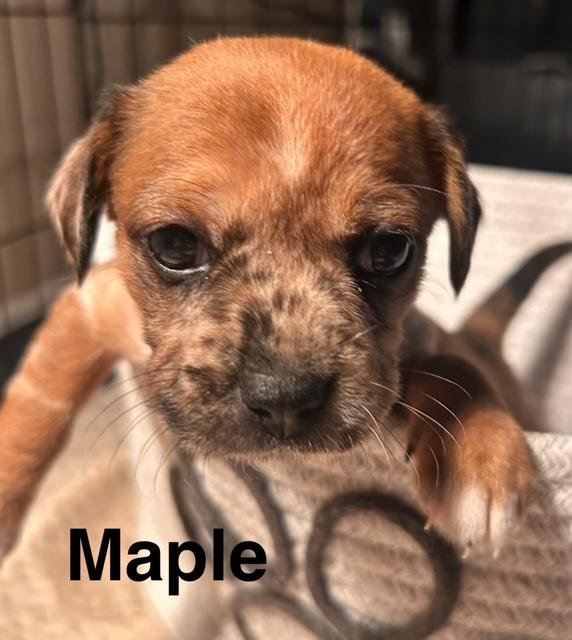 PUPPY MAPLE GIRL  -  SO CA - Dachshund / Chihuahua available for adoption