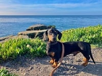 Marcus - San Diego - Photo 3