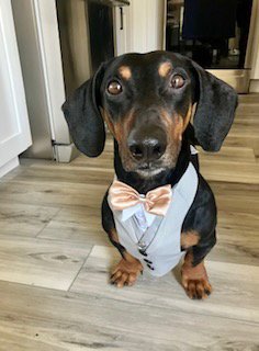 MARCUS - SAN DIEGO - Dachshund available for adoption