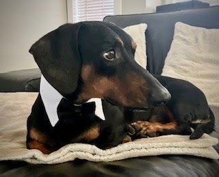 MARCUS - SAN DIEGO - Dachshund available for adoption