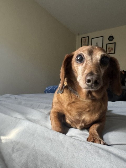 FRANKIE BONDED WITH HARLEY - SAN DIEGO - Dachshund available for adoption