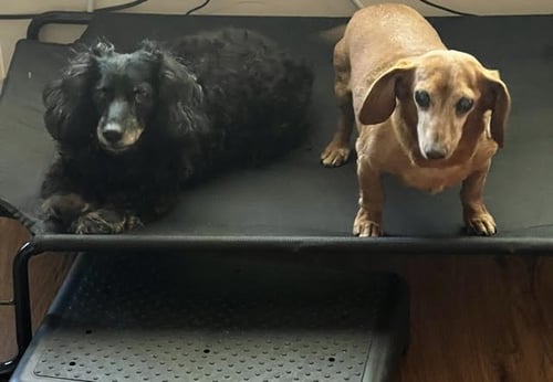 FRANKIE BONDED WITH HARLEY - SAN DIEGO - Dachshund available for adoption