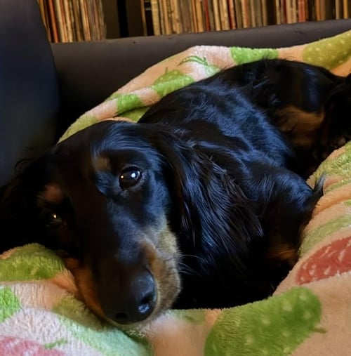 ATLAS - OC - Dachshund available for adoption