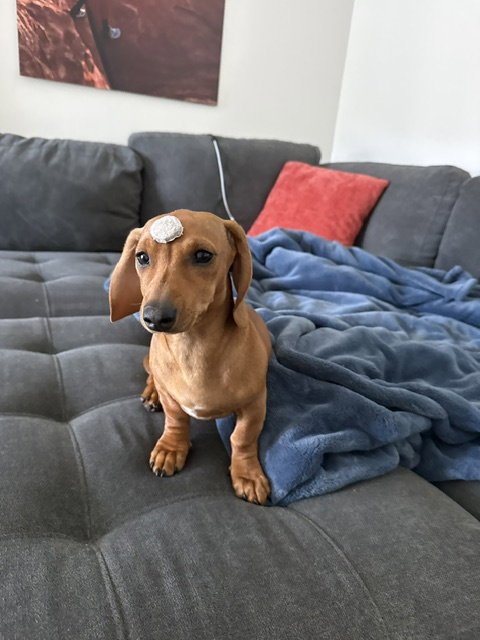 MADDIE SAN DIEGO - Dachshund available for adoption