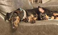 Daisy  -  Bonded With Norman  -  So Ca - Photo 5