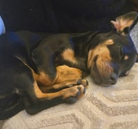 Daisy  -  Bonded With Norman  -  So Ca - Photo 6