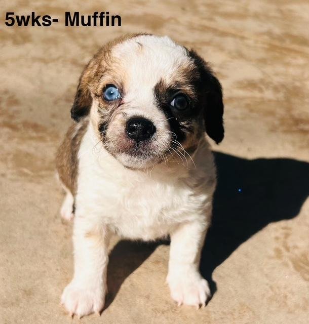 PUPPY MUFFIN GIRL  -  SO CA - Dachshund / Chihuahua available for adoption