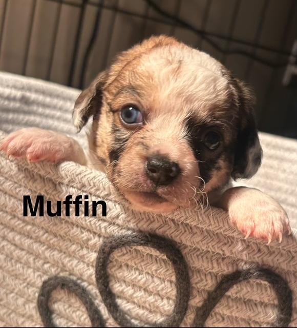 PUPPY MUFFIN GIRL  -  SO CA - Dachshund / Chihuahua available for adoption