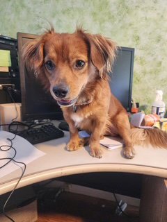 RUSTY - OC - Dachshund available for adoption
