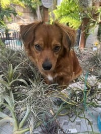 Rusty - OC - Photo 5
