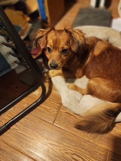 RUSTY - OC - Dachshund available for adoption