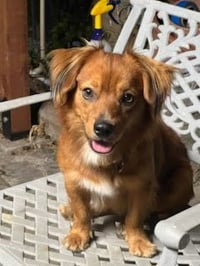 Rusty - OC - Photo 3