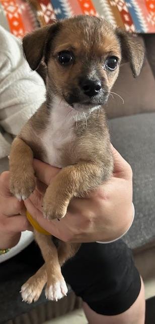PUPPY ARLO  -  FRESNO - Dachshund / Chihuahua available for adoption