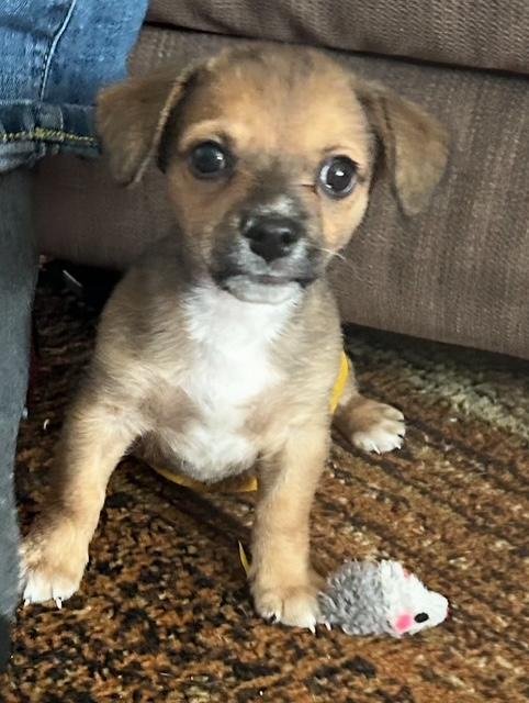 PUPPY ARLO  -  FRESNO - Dachshund / Chihuahua available for adoption