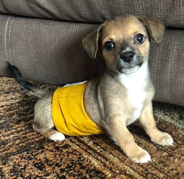 Puppy Arlo  -  Fresno - Photo 3