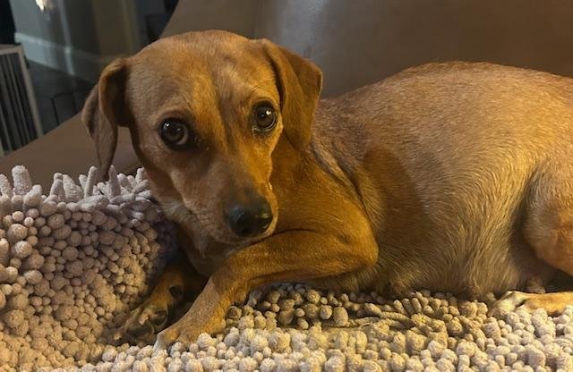 Puppy Arlo  -  Fresno - Photo 4