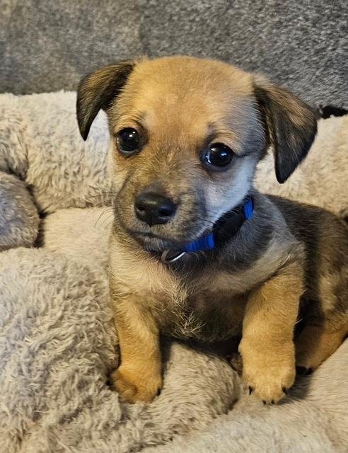 PUPPY MOOKIE BOY  -  LAS VEGAS - Dachshund / Chihuahua available for adoption