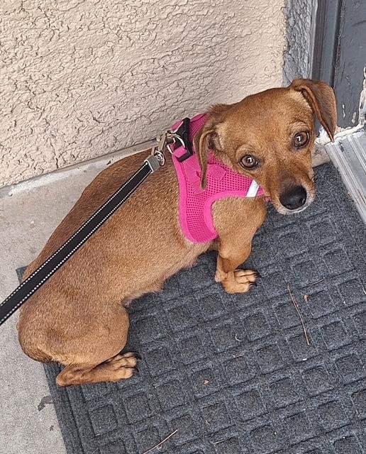 PUPPY MOOKIE BOY  -  LAS VEGAS - Dachshund / Chihuahua available for adoption