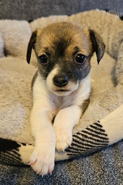 PUPPY OREO GIRL  -   LAS VEGAS - Dachshund / Chihuahua available for adoption