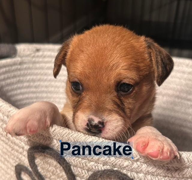 PUPPY PANCAKE BOY  -  SO CA - Dachshund / Chihuahua available for adoption