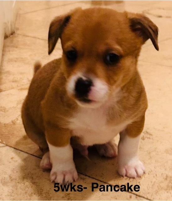 PUPPY PANCAKE BOY  -  SO CA - Dachshund / Chihuahua available for adoption